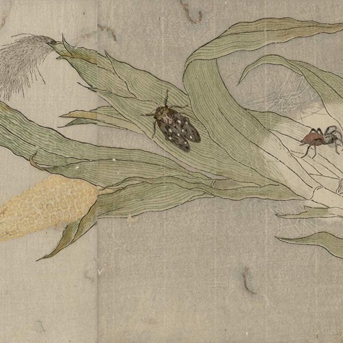 Cicada in Ukiyo-e artstyle